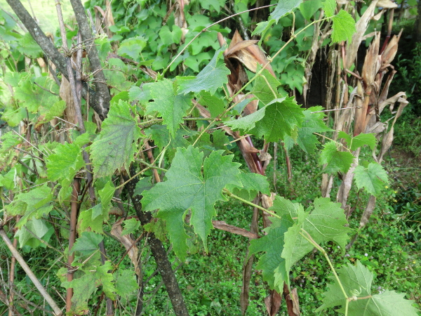 Vine planted in December 2015